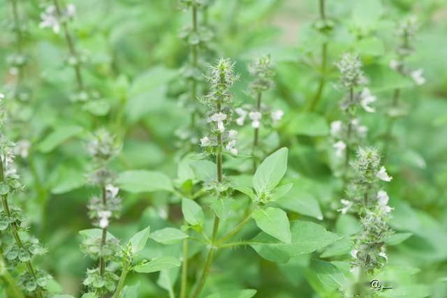 2 loại rau thơm "kh&ocirc;ng ngậm thuốc trừ s&acirc;u", b&aacute;n đầy ở khắp c&aacute;c chợ Việt- Ảnh 2.