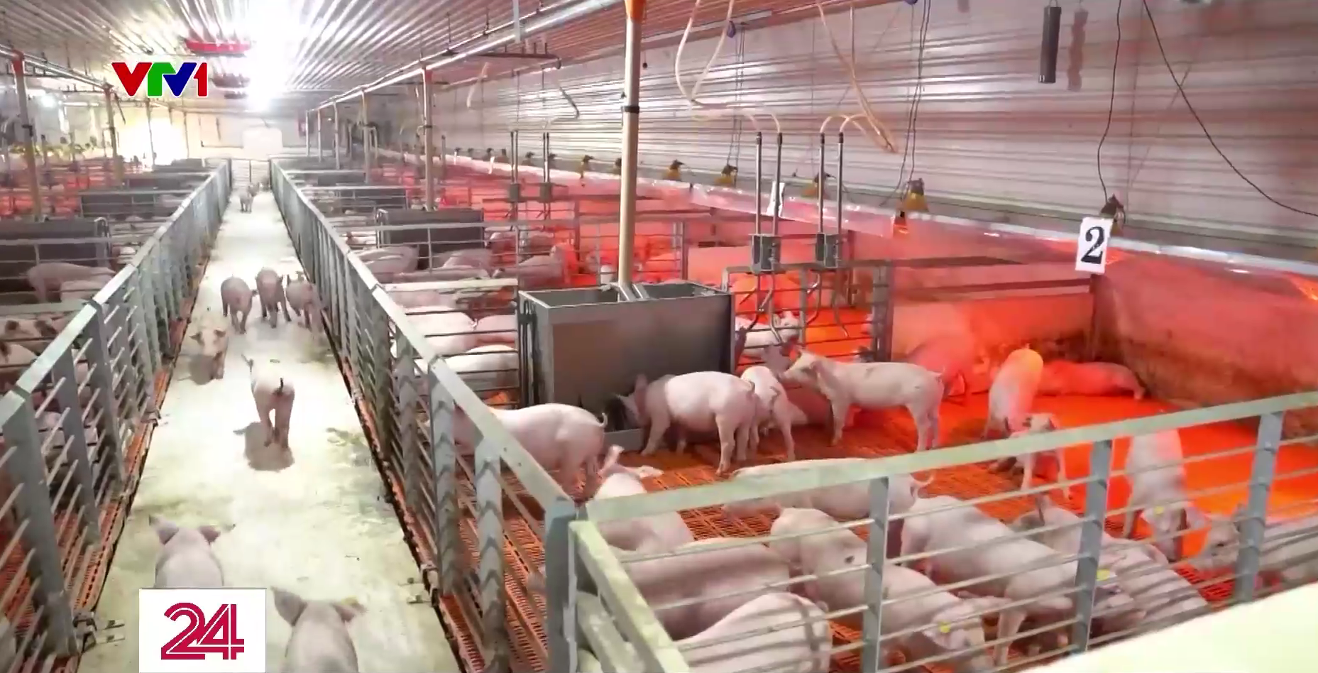 L&ograve;ng se điếu được rao b&aacute;n tr&agrave;n lan tr&ecirc;n chợ mạng - Ảnh 3.