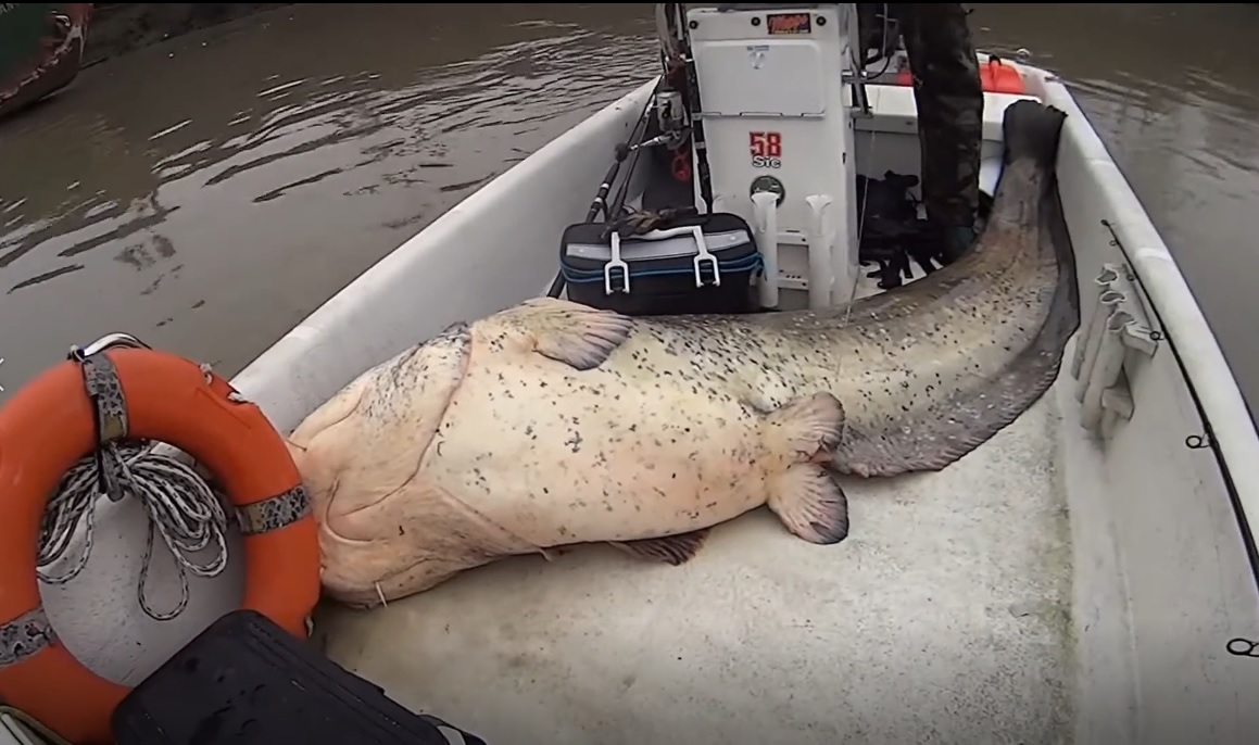 Cần thủ c&acirc;u được con c&aacute; khổng lồ d&agrave;i 2,7m, nặng 113kg tr&ecirc;n s&ocirc;ng- Ảnh 1.