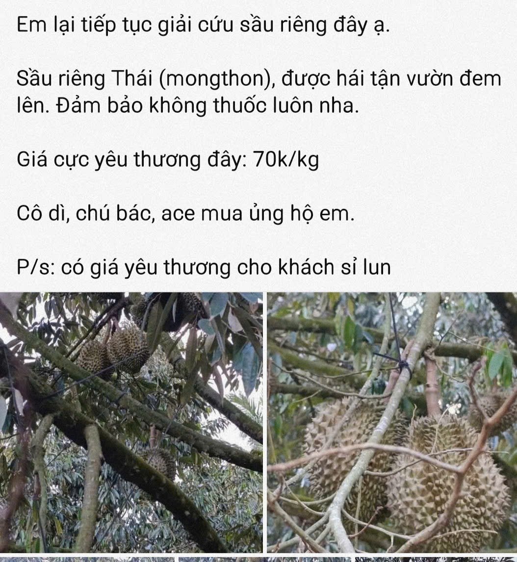 Giá sầu riêng lại giảm, tương lai khó đoán - Ảnh 1.