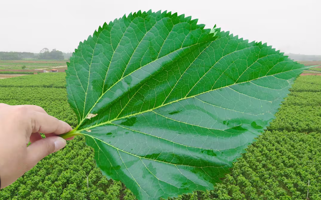 2 món ăn "vàng" dễ nấu giúp giải độc, mát gan và tăng cường sinh lý nữ - Ảnh 3.