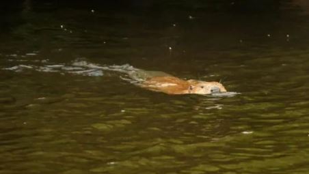 Loài vật ngỡ đã tuyệt chủng 400 năm bất ngờ "tái xuất" - Ảnh 1.