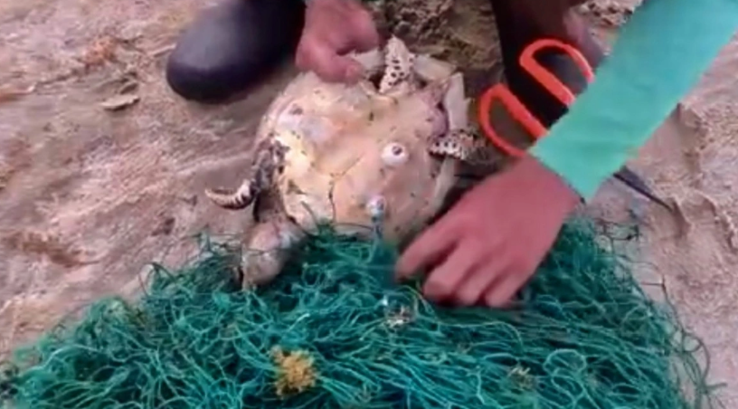 Giải cứu 2 c&aacute; thể r&ugrave;a biển bị mắc lưới tại C&ocirc;n Đảo - Ảnh 1.