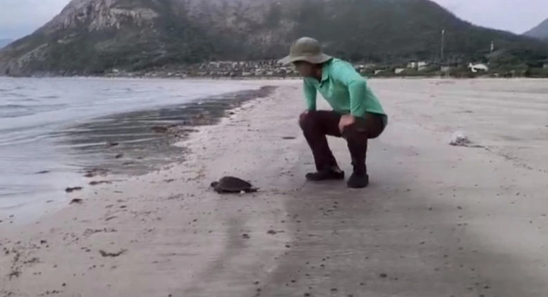 Giải cứu 2 c&aacute; thể r&ugrave;a biển bị mắc lưới tại C&ocirc;n Đảo - Ảnh 2.