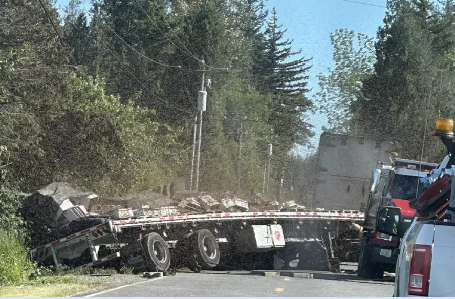 Lật xe tải ở Mỹ, 250 triệu con ong mật thoát ra ngoài - Ảnh 2. Lật xe tải ở Mỹ, 250 triệu con ong mật thoát ra ngoài - Ảnh 2.