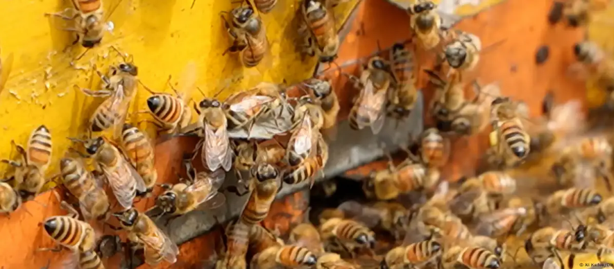 Lật xe tải ở Mỹ, 250 triệu con ong mật thoát ra ngoài - Ảnh 1. Lật xe tải ở Mỹ, 250 triệu con ong mật thoát ra ngoài - Ảnh 1.