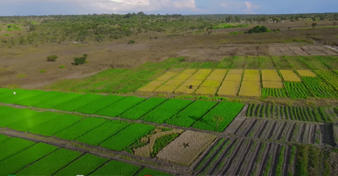 Nghi vấn trang trại của Quang Linh Vlogs ở Angola chỉ là phim trường, trồng lúa để làm content: Thực hư ra sao? - Ảnh 4.