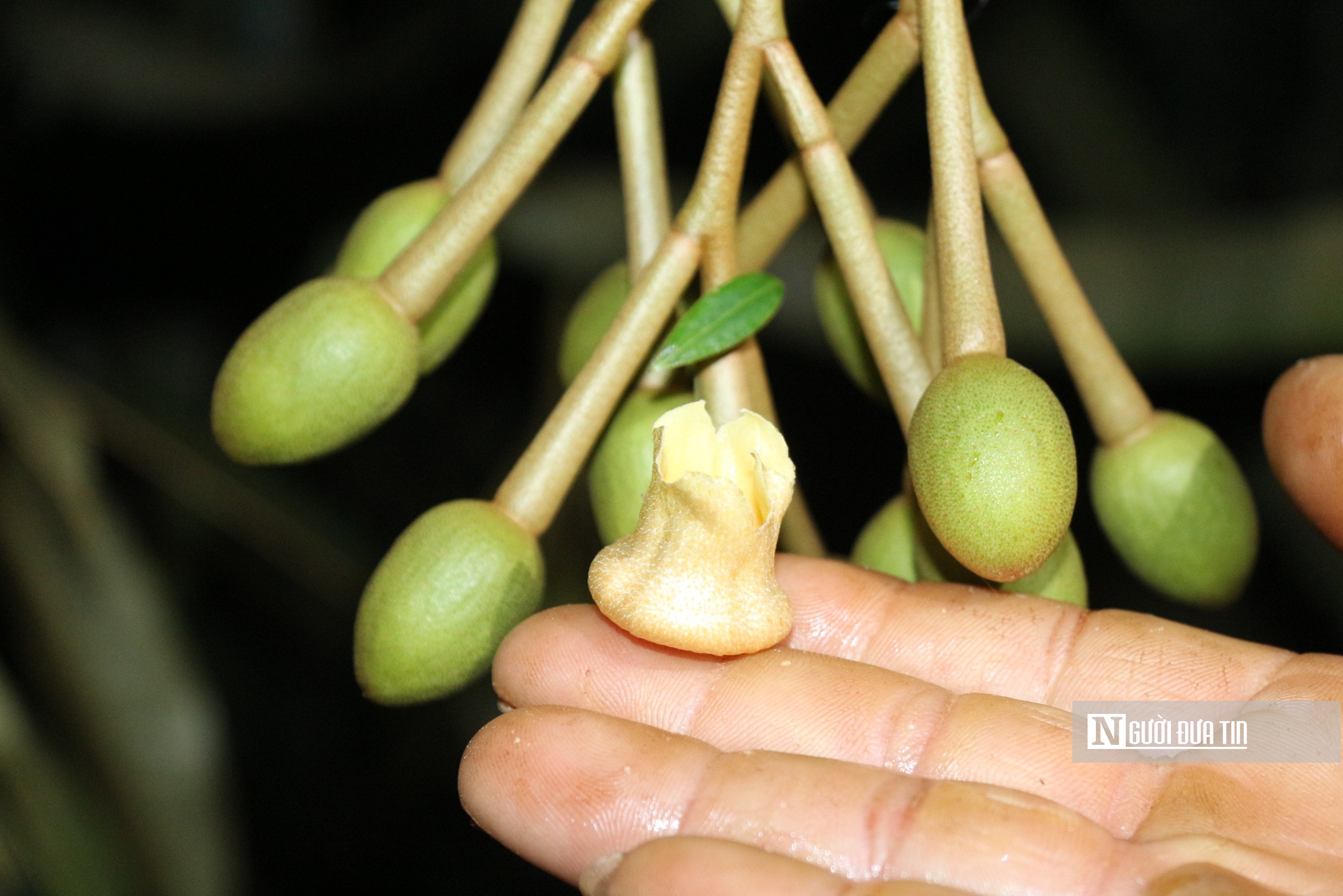 N&ocirc;ng d&acirc;n thủ phủ sầu ri&ecirc;ng Đắk Lắk thấp thỏm v&igrave; thời tiết thất thường- Ảnh 2.
