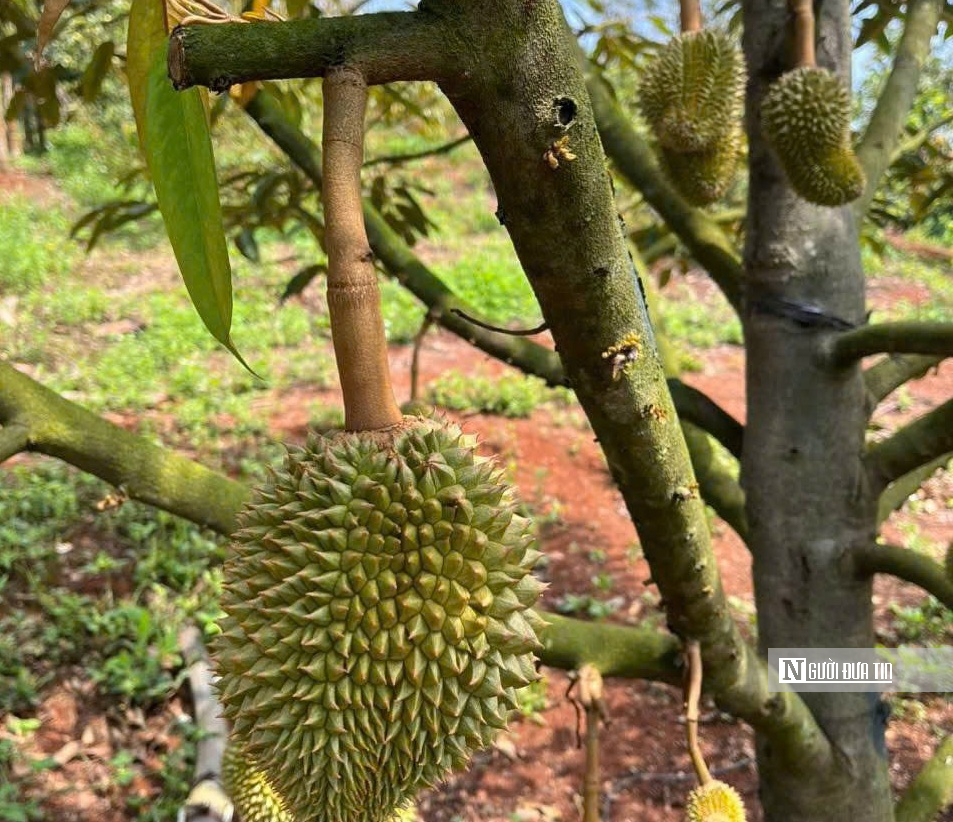 N&ocirc;ng d&acirc;n thủ phủ sầu ri&ecirc;ng Đắk Lắk thấp thỏm v&igrave; thời tiết thất thường- Ảnh 5.