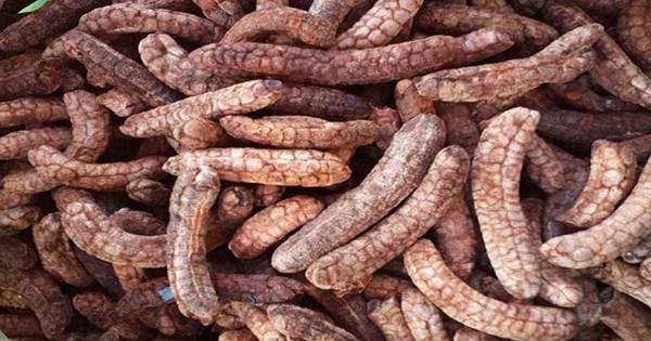 C&acirc;y dại xưa bị nhổ bỏ nay ho&aacute; "mỏ v&agrave;ng" h&aacute;i ra tiền, 500.000 đồng/kg - Ảnh 5.