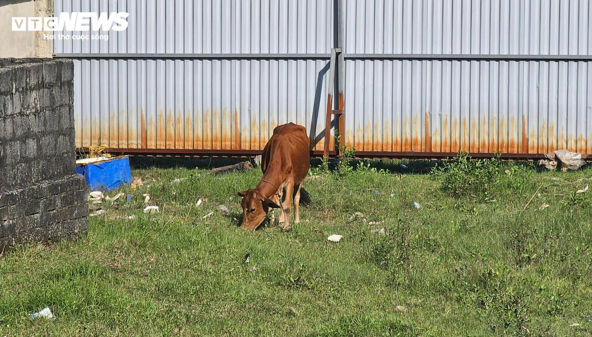 Cảnh rợn người bên trong resort bỏ hoang ven đầm phá Tam Giang - Ảnh 9.