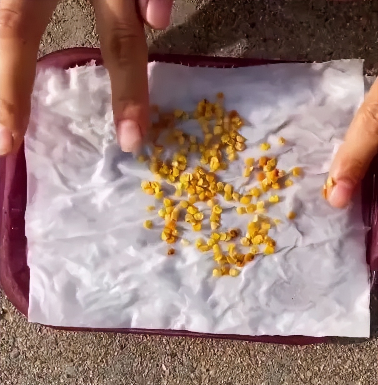 Chàng trai trẻ gây sốt vì trồng ớt bằng chai nước khoáng: 5 cây thu được 5kg, ăn quanh năm không hết- Ảnh 4. Chàng trai trẻ gây sốt vì trồng ớt bằng chai nước khoáng: 5 cây thu được 5kg, ăn quanh năm không hết- Ảnh 4.