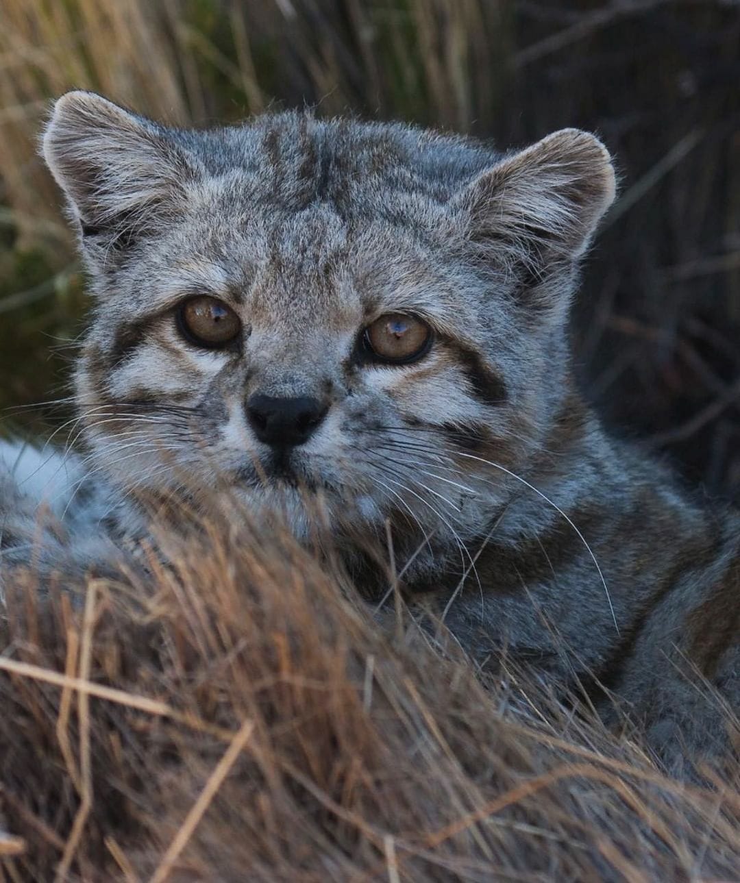 Lo&agrave;i m&egrave;o hoang b&iacute; ẩn của d&atilde;y Andes đang đối mặt với nguy cơ tuyệt chủng: Khi những sinh vật dễ thương dần biến mất khỏi thế giới- Ảnh 1.
