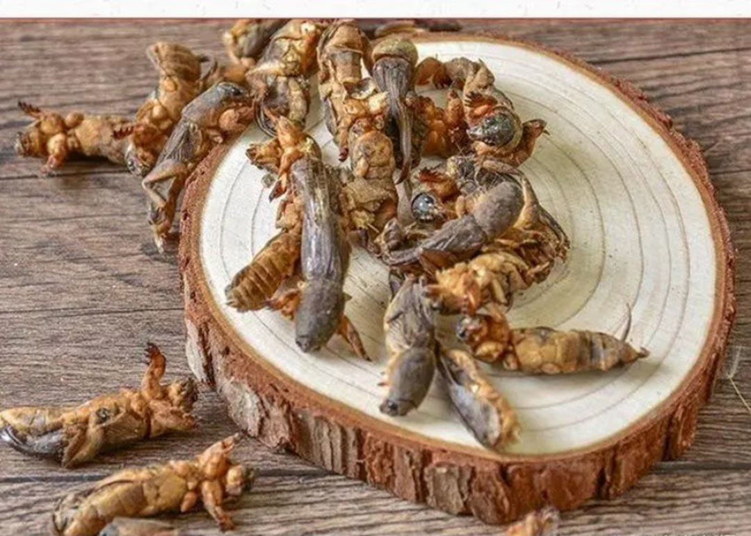 Dế trũi - đặc sản oan gia nhà nông giá Gần 1 triệu đồng / kg - Ảnh 3. Dế trũi - đặc sản oan gia nhà nông giá Gần 1 triệu đồng / kg - Ảnh 3.