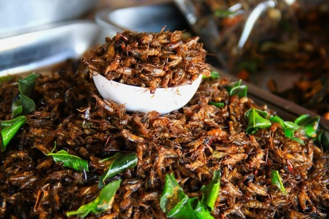 Dế trũi - đặc sản oan gia nhà nông giá Gần 1 triệu đồng / kg - Ảnh 4. Dế trũi - đặc sản oan gia nhà nông giá Gần 1 triệu đồng / kg - Ảnh 4.