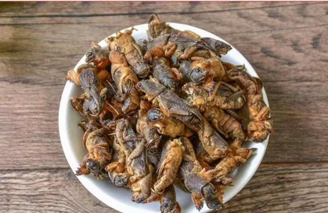 Dế trũi - đặc sản oan gia nhà nông giá Gần 1 triệu đồng / kg - Ảnh 2. Dế trũi - đặc sản oan gia nhà nông giá Gần 1 triệu đồng / kg - Ảnh 2.