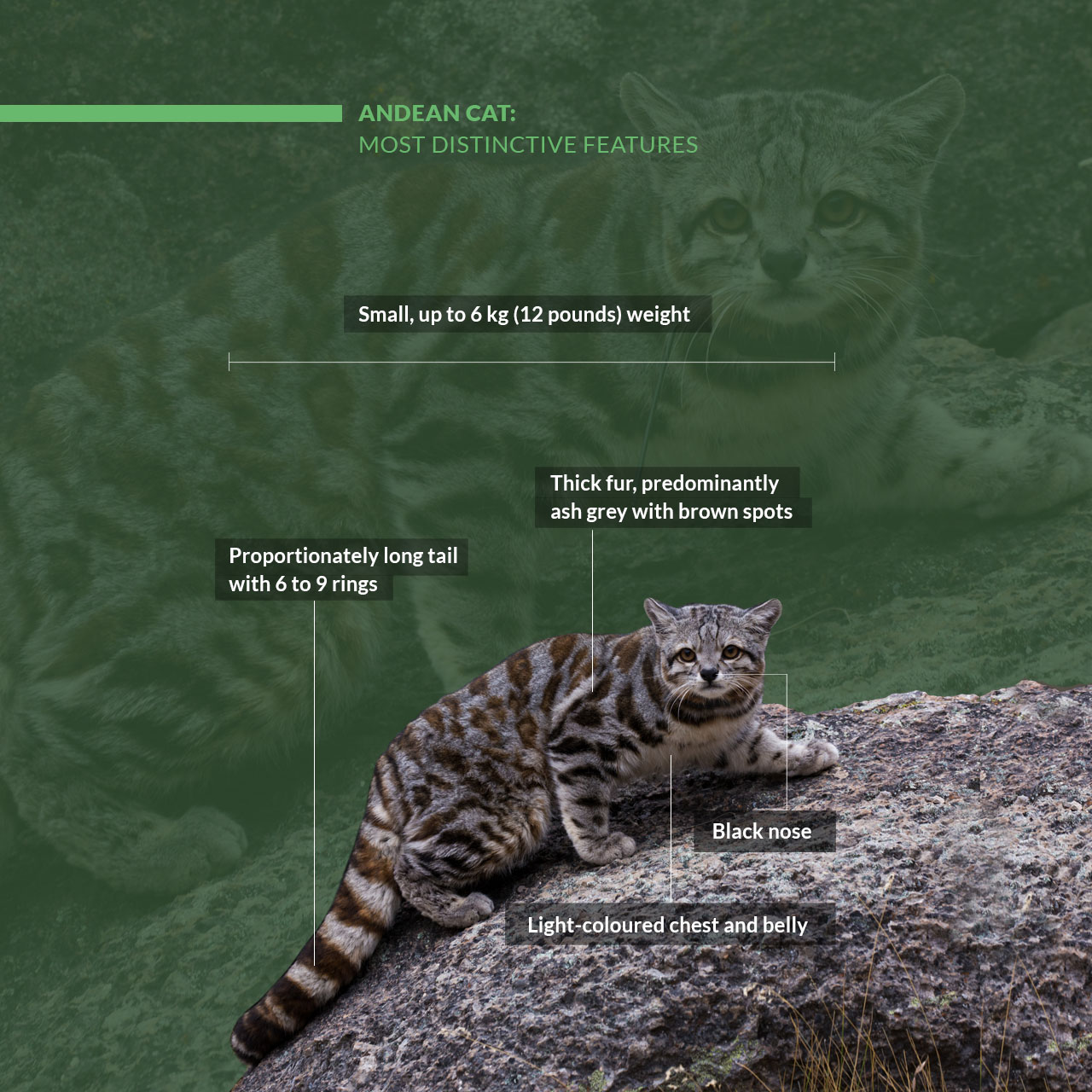 Lo&agrave;i m&egrave;o hoang b&iacute; ẩn của d&atilde;y Andes đang đối mặt với nguy cơ tuyệt chủng: Khi những sinh vật dễ thương dần biến mất khỏi thế giới- Ảnh 3.