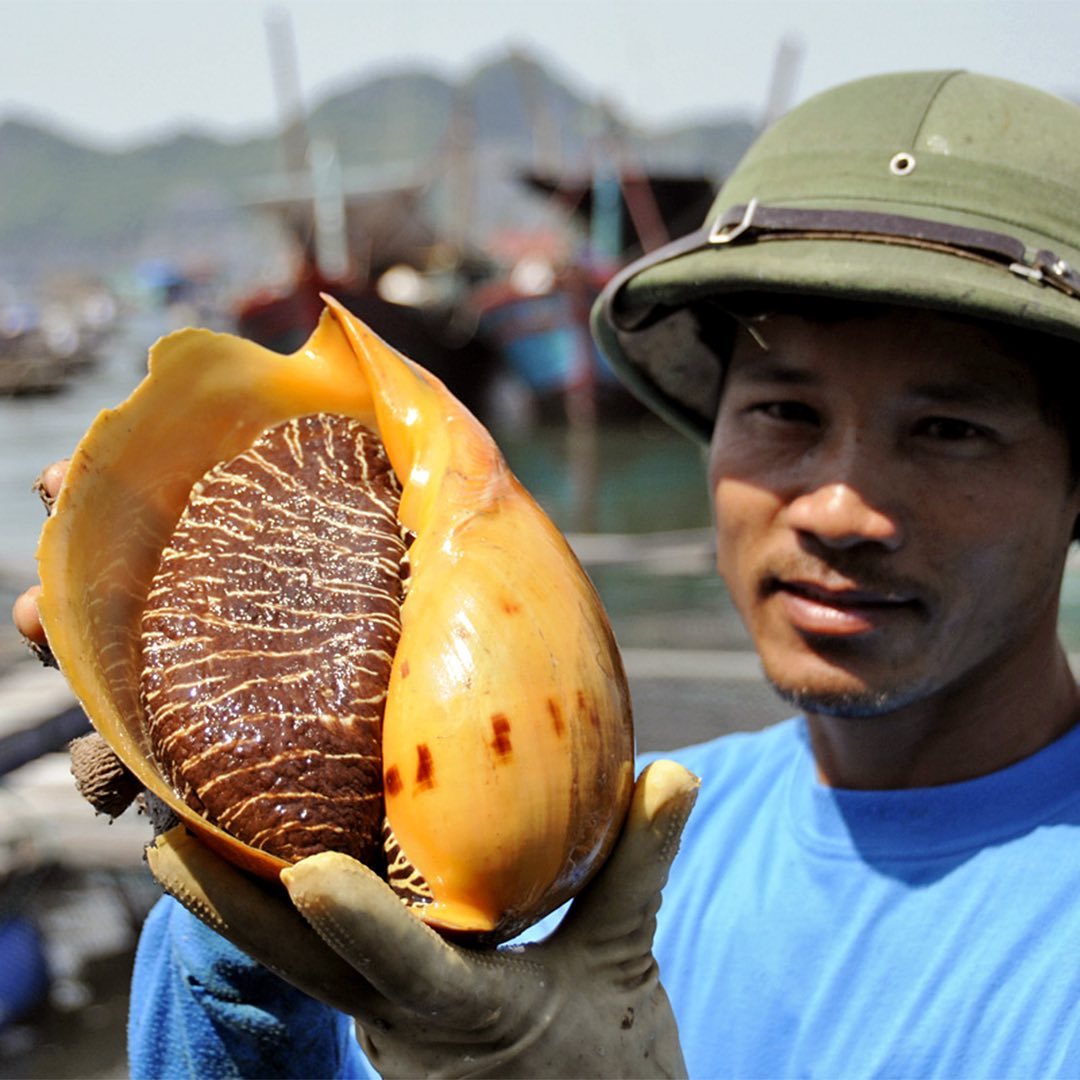Ngọc ốc - Hạt ngọc qúy hiếm của Việt Nam vượt xa ngọc trai - Ảnh 3.
