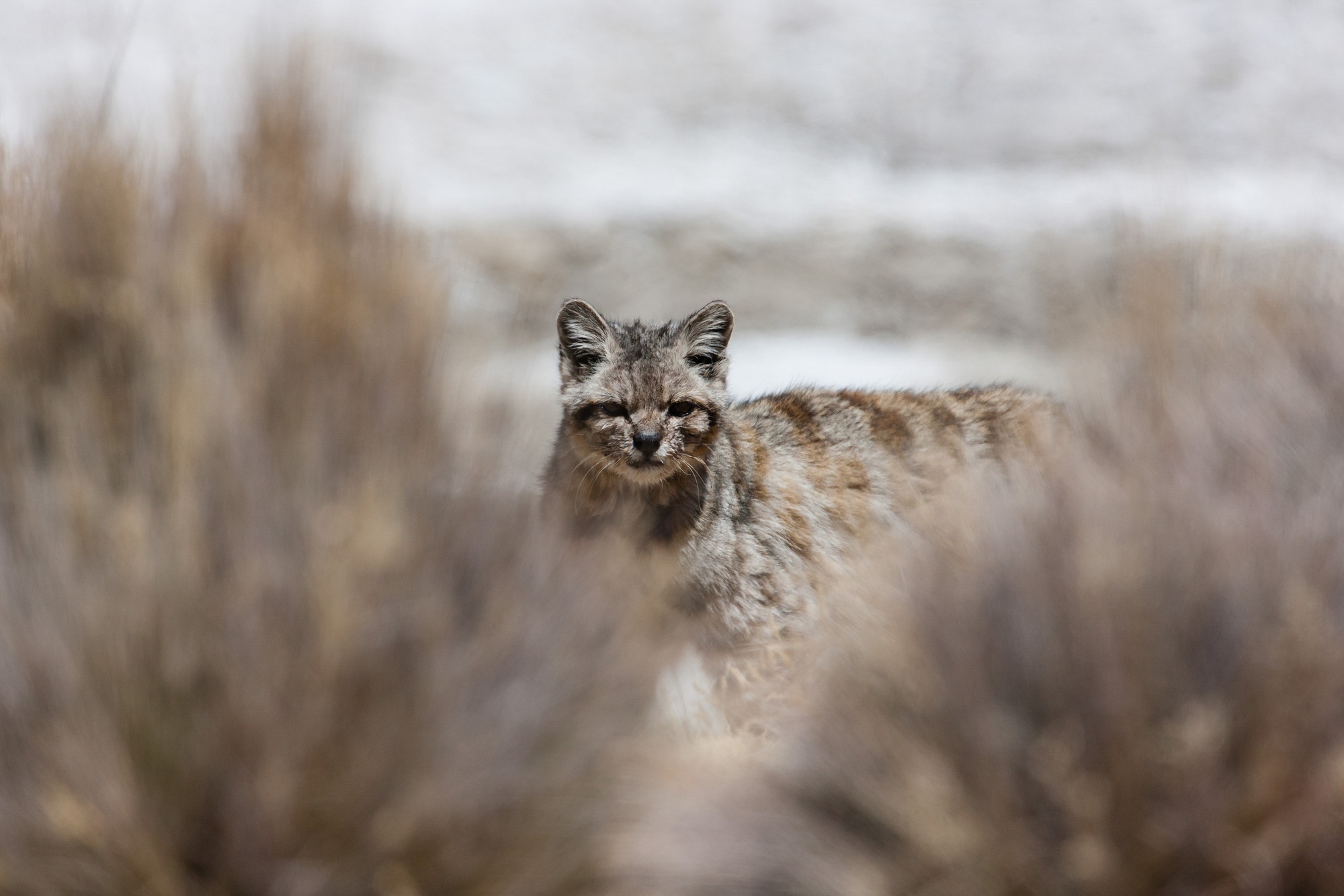 Lo&agrave;i m&egrave;o hoang b&iacute; ẩn của d&atilde;y Andes đang đối mặt với nguy cơ tuyệt chủng: Khi những sinh vật dễ thương dần biến mất khỏi thế giới- Ảnh 5.