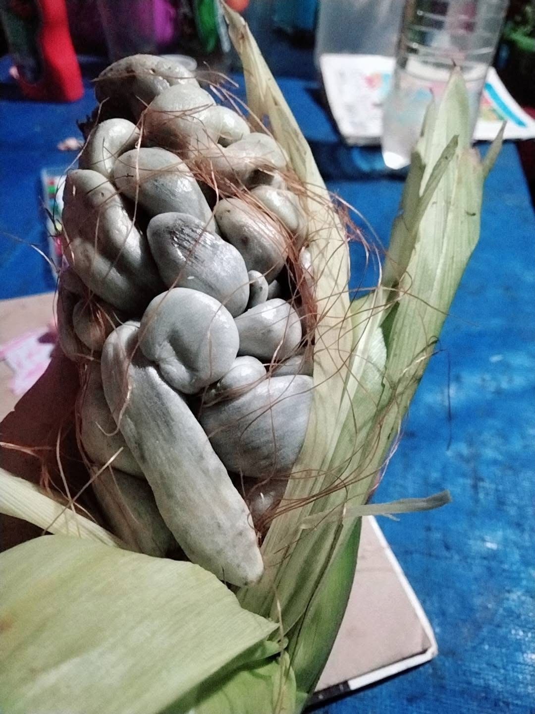 Trồng bắp ng&ocirc; tr&ecirc;n s&acirc;n thượng, thứ thu về khiến người đ&agrave;n &ocirc;ng khiếp đảm: Sự thật g&acirc;y tranh c&atilde;i kh&ocirc;ng hồi kết- Ảnh 2.