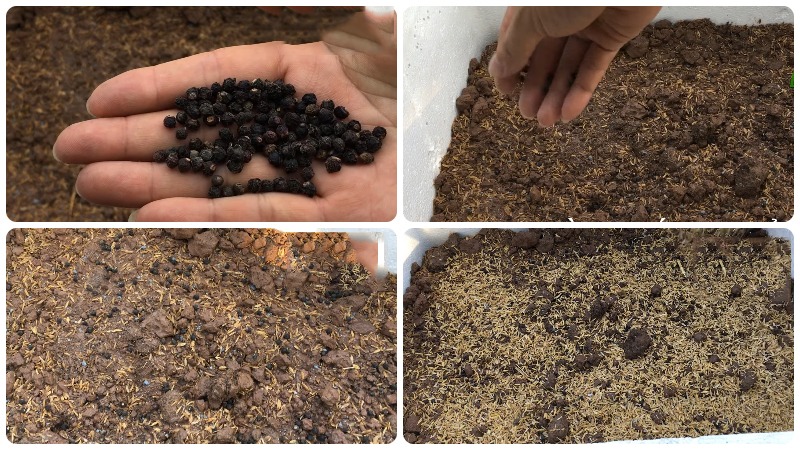 Rau dại một thời giờ l&agrave; "vua m&ugrave;a h&egrave;", nh&agrave; n&agrave;o cũng đua nhau trồng, chẳng cần chăm vẫn xanh um - Ảnh 2.