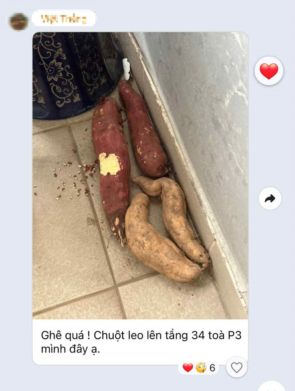 Mua nhà chung cư tầng cao nhưng vẫn phải than trời vì 'vấn nạn' như ở tầng thấp: Lý do vì đâu? - Ảnh 2.