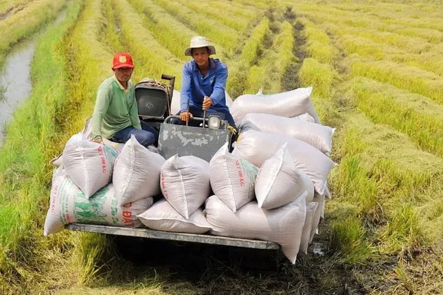 Việt Nam đứng trước cơ hội lớn định hình lại ngành lúa gạo - Ảnh 1.