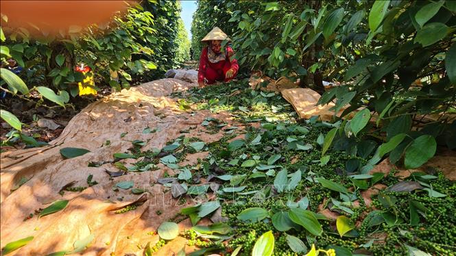 N&ocirc;ng sản Việt đối diện rủi ro tại ch&acirc;u &Acirc;u v&igrave; truy xuất nguồn gốc - Ảnh 1.