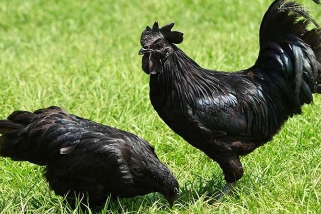 Giống gà đắt đỏ bậc nhất hành tinh, giá đến cả trăm triệu đồng/con- Ảnh 1.