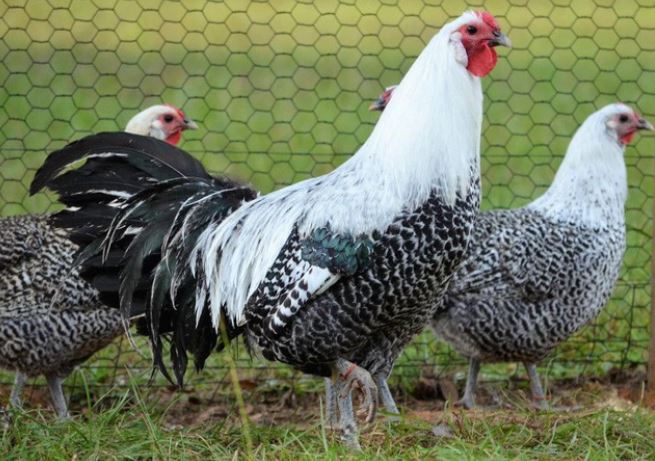 Giống gà đắt đỏ bậc nhất hành tinh, giá đến cả trăm triệu đồng/con- Ảnh 6.