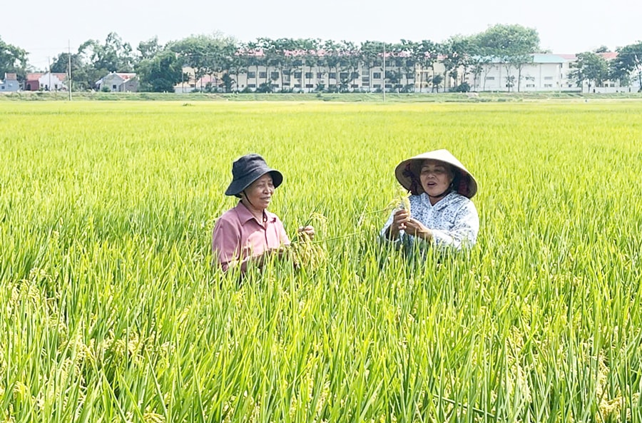 Ưu tiên đầu tư công nghệ sinh học trong nông nghiệp - Ảnh 1.