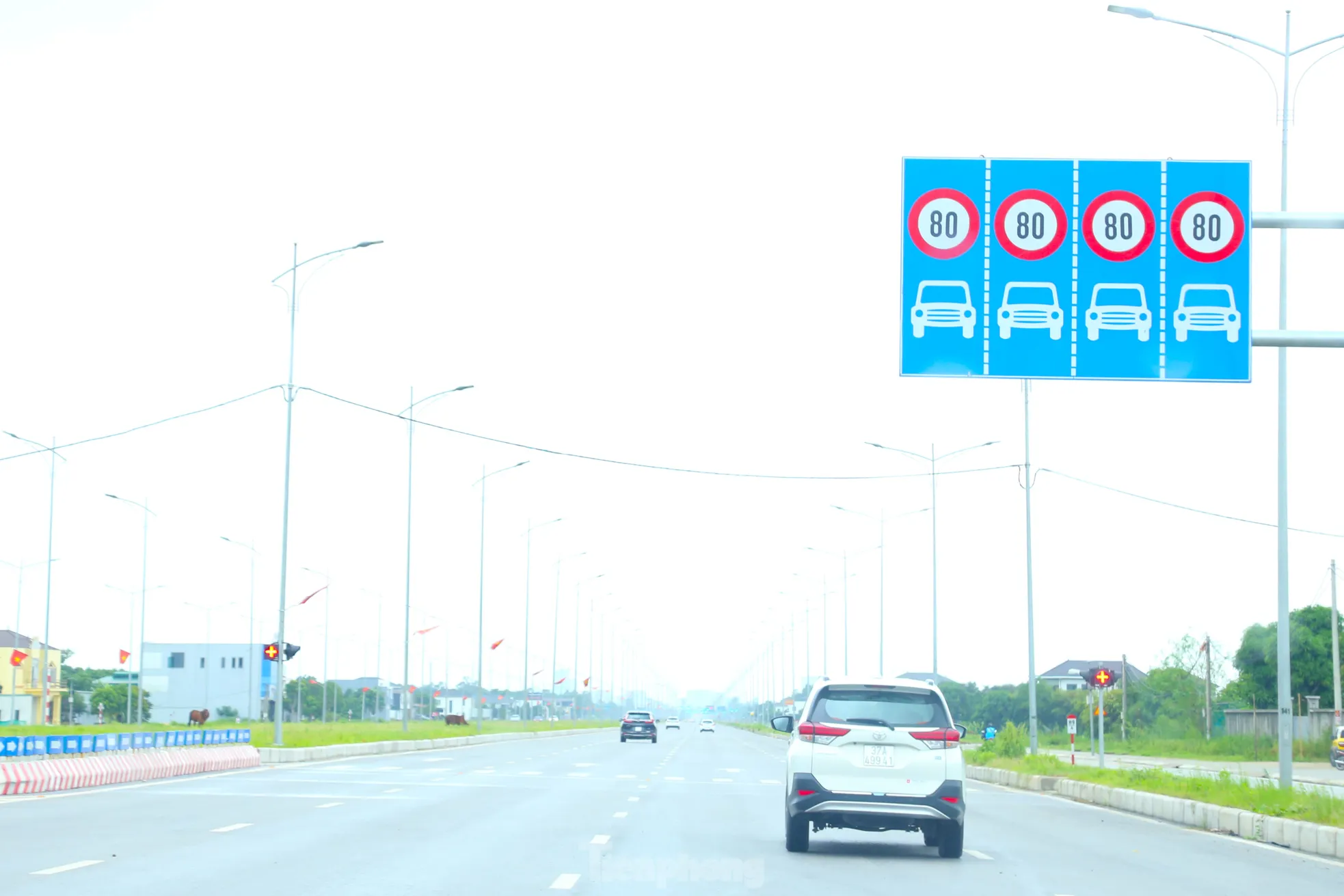 Trâu, bò ‘đi dạo’ trên đại lộ nghìn tỷ - Ảnh 1.