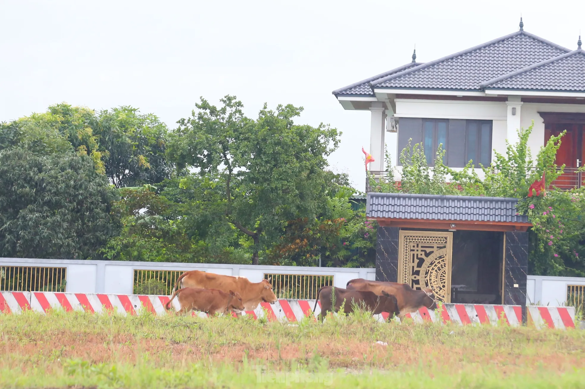 Trâu, bò ‘đi dạo’ trên đại lộ nghìn tỷ - Ảnh 8.