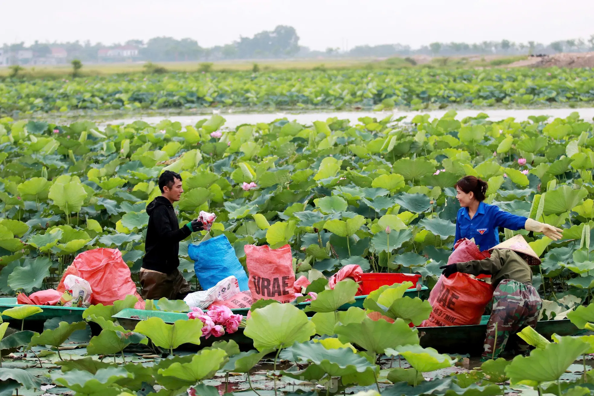 'Biến' vùng đất hoang hóa thành đầm sen thu tiền triệu mỗi ngày - Ảnh 8.
