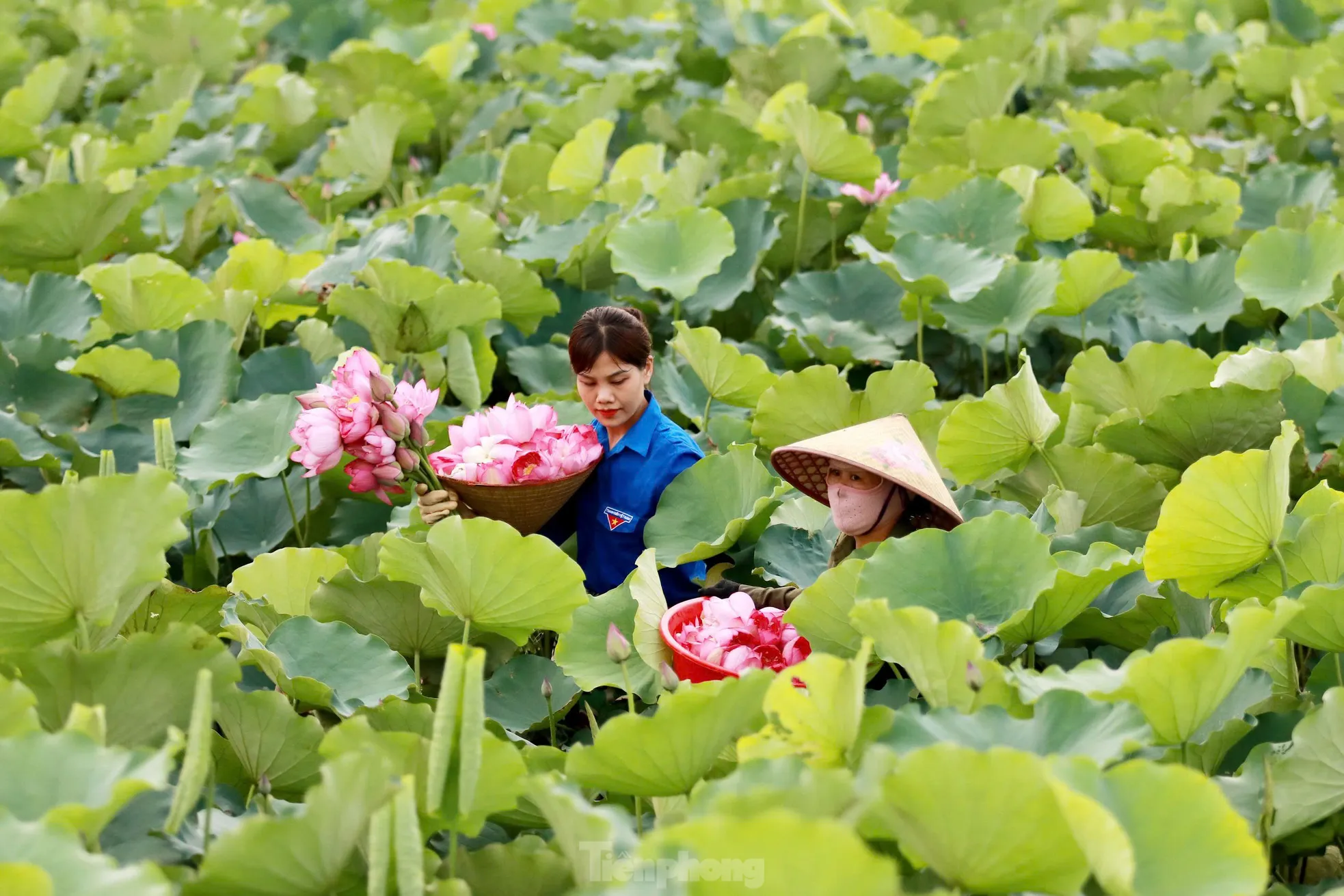 'Biến' vùng đất hoang hóa thành đầm sen thu tiền triệu mỗi ngày - Ảnh 2.