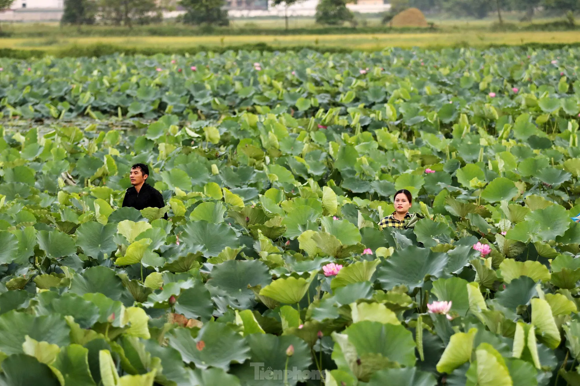 'Biến' vùng đất hoang hóa thành đầm sen thu tiền triệu mỗi ngày - Ảnh 9.