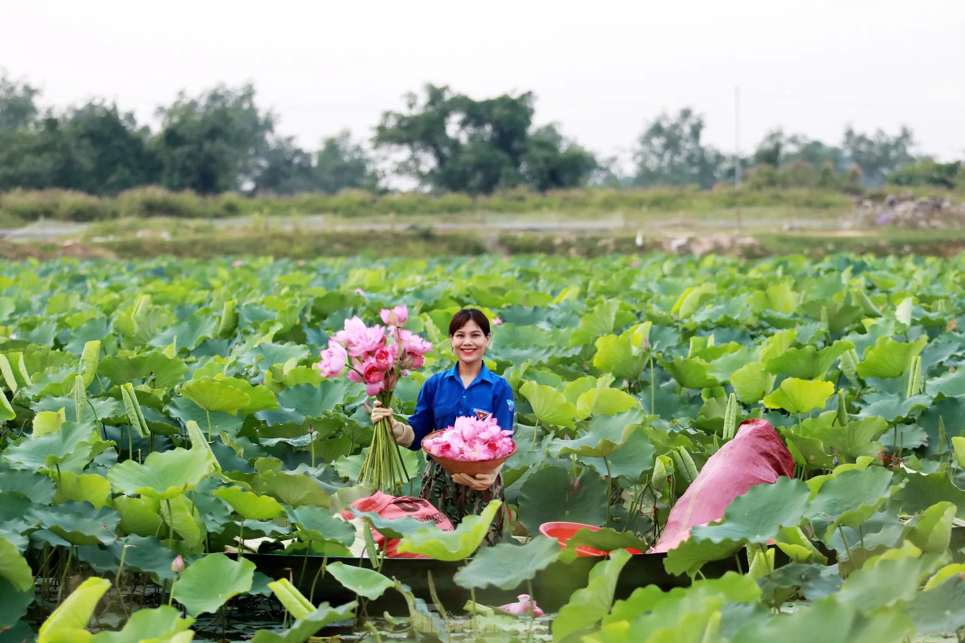 'Biến' vùng đất hoang hóa thành đầm sen thu tiền triệu mỗi ngày - Ảnh 4.