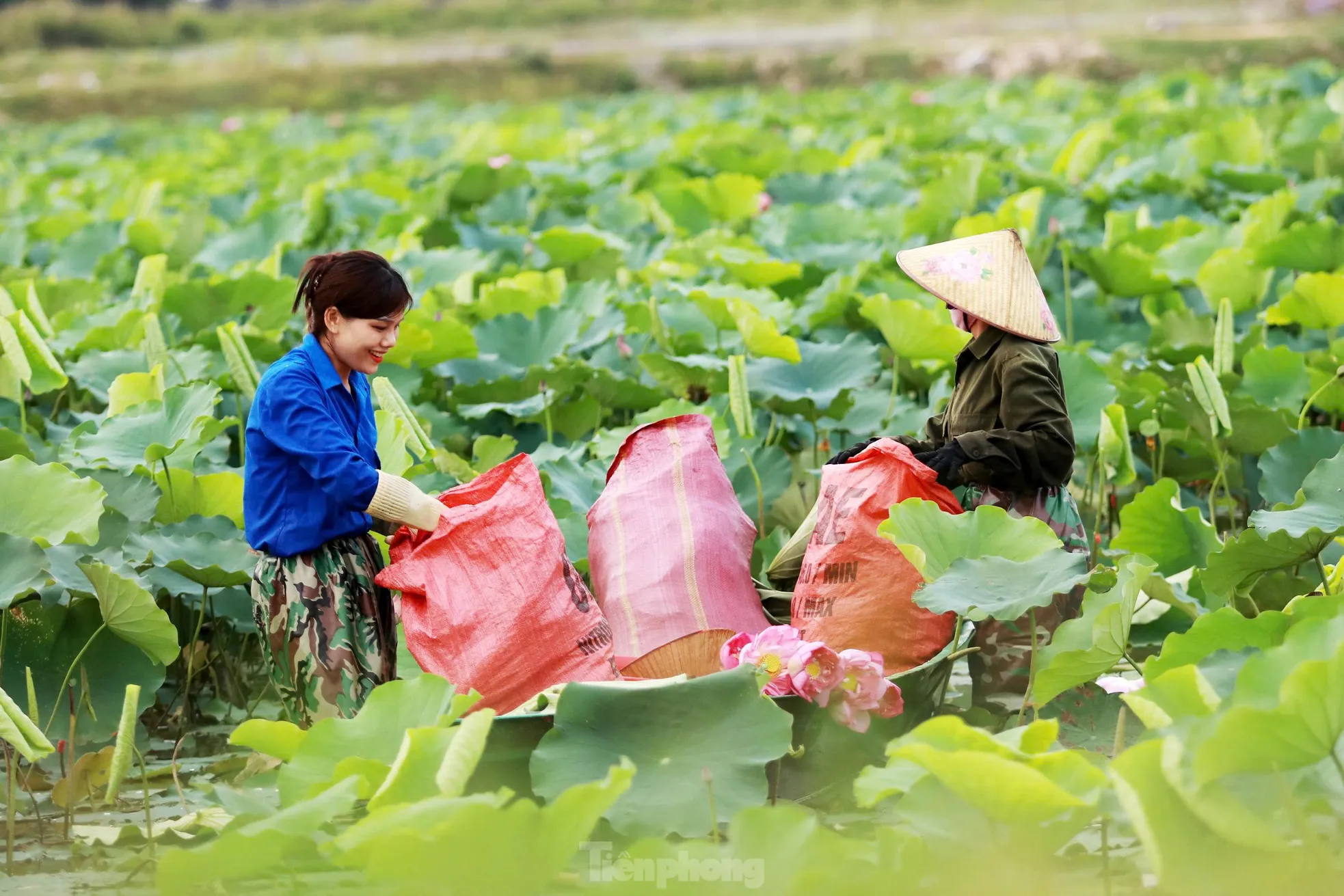 'Biến' vùng đất hoang hóa thành đầm sen thu tiền triệu mỗi ngày - Ảnh 5.