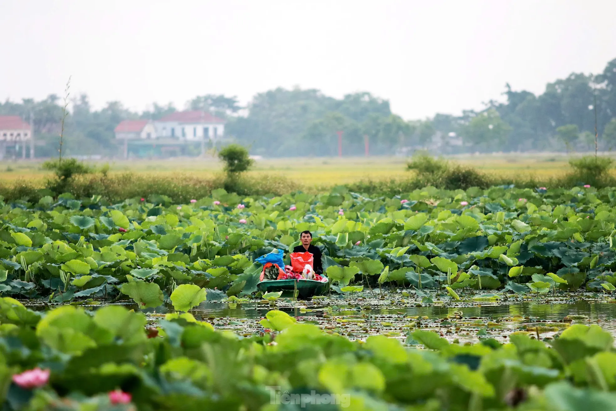 'Biến' vùng đất hoang hóa thành đầm sen thu tiền triệu mỗi ngày - Ảnh 1.