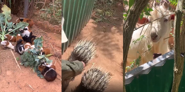 Chủ Thung Lũng G&acirc;u Đ&agrave; Lạt: Đầu tư nửa tỷ, nợ th&ecirc;m 300 triệu phải đi phụ hồ để b&ugrave; lỗ vẫn cố b&aacute;m trụ v&igrave; đ&acirc;u?- Ảnh 9.