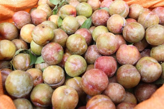 Mận đang bán đầy chợ, nhìn vào chỗ này biết ngay quả nào đắng chát, đọc rồi nhắc người thân của bạn nhé!- Ảnh 1.
