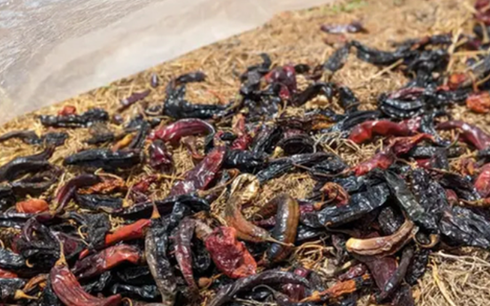 Một loại quả của Việt Nam được người L&agrave;o cực kỳ m&ecirc;: L&agrave; gia vị triệu đ&ocirc; đắt h&agrave;ng của thế giới, thu về hơn 100 tỷ đồng kể từ đầu năm - Ảnh 1.