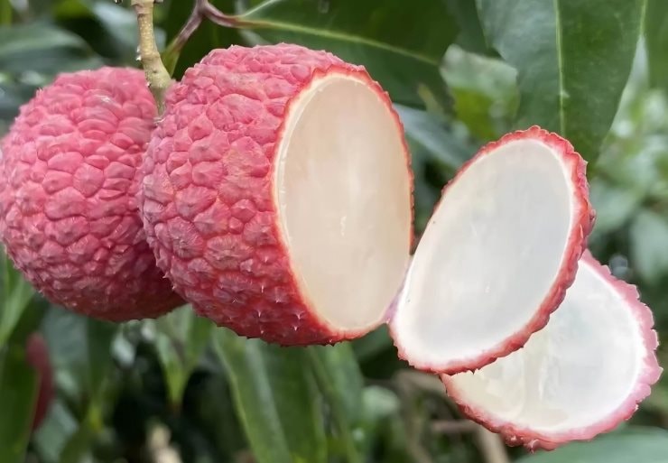 Đắt hơn cả cherry Mỹ, một loại quả quen thuộc ở Việt Nam trở thành thực phẩm xa xỉ ở Trung Quốc