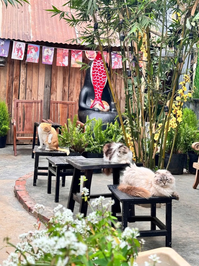 Chủ Thung Lũng G&acirc;u Đ&agrave; Lạt: Đầu tư nửa tỷ, nợ th&ecirc;m 300 triệu phải đi phụ hồ để b&ugrave; lỗ vẫn cố b&aacute;m trụ v&igrave; đ&acirc;u?- Ảnh 5.