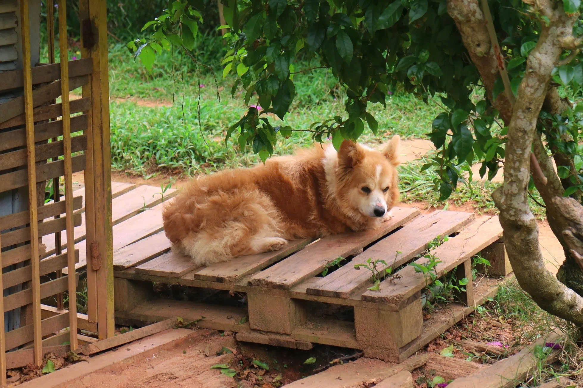 Chủ Thung Lũng G&acirc;u Đ&agrave; Lạt: Đầu tư nửa tỷ, nợ th&ecirc;m 300 triệu phải đi phụ hồ để b&ugrave; lỗ vẫn cố b&aacute;m trụ v&igrave; đ&acirc;u?- Ảnh 8.