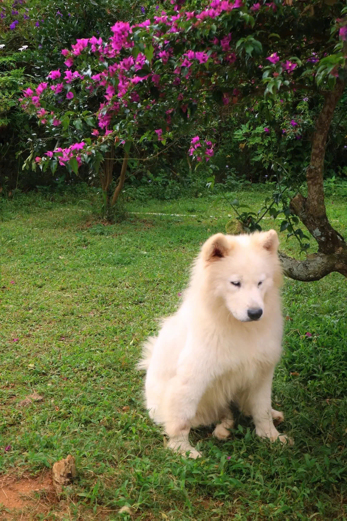 Chủ Thung Lũng G&acirc;u Đ&agrave; Lạt: Đầu tư nửa tỷ, nợ th&ecirc;m 300 triệu phải đi phụ hồ để b&ugrave; lỗ vẫn cố b&aacute;m trụ v&igrave; đ&acirc;u?- Ảnh 7.