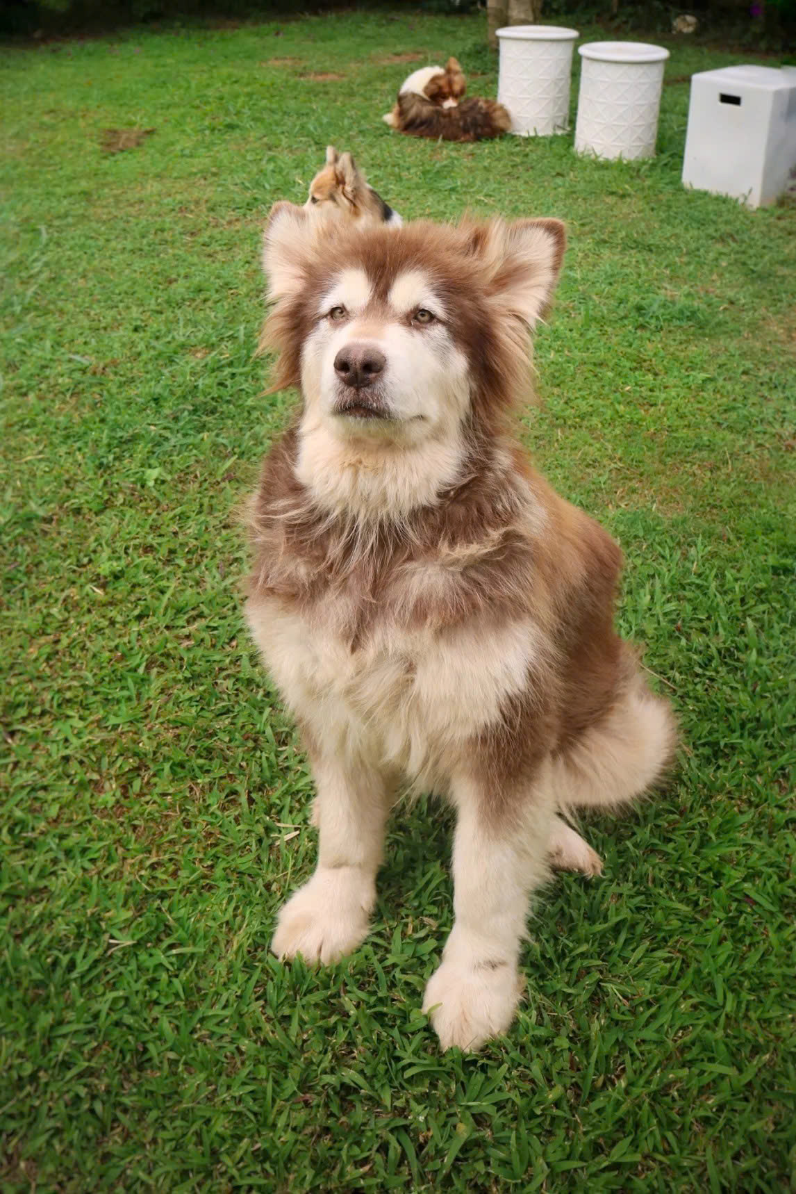 Chủ Thung Lũng G&acirc;u Đ&agrave; Lạt: Đầu tư nửa tỷ, nợ th&ecirc;m 300 triệu phải đi phụ hồ để b&ugrave; lỗ vẫn cố b&aacute;m trụ v&igrave; đ&acirc;u?- Ảnh 6.