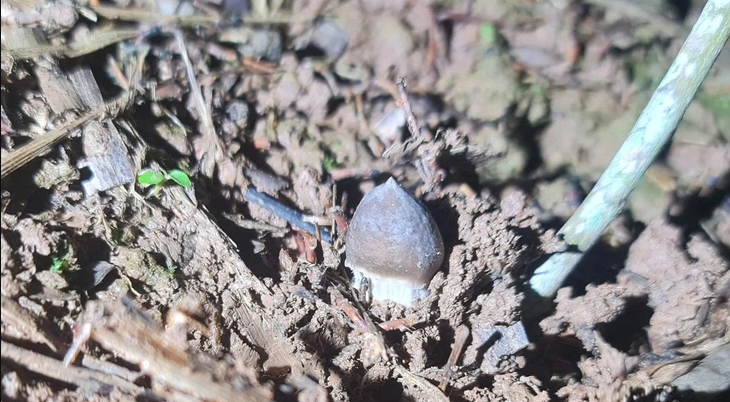 Giữa sức nóng biên giới với Thái Lan, Campuchia bất ngờ nêu ra số liệu quan trọng 1,8 tỷ USD - Ảnh 4.