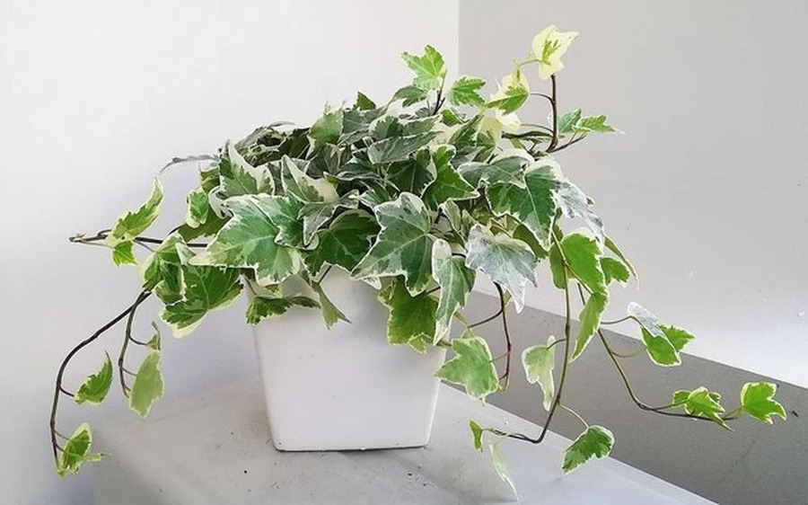 Loài cây này đỉnh như máy lọc không khí, hút sạch 80% khí độc bụi bẩn trong nhà - Ảnh 1. Loài cây này đỉnh như máy lọc không khí, hút sạch 80% khí độc bụi bẩn trong nhà - Ảnh 1.
