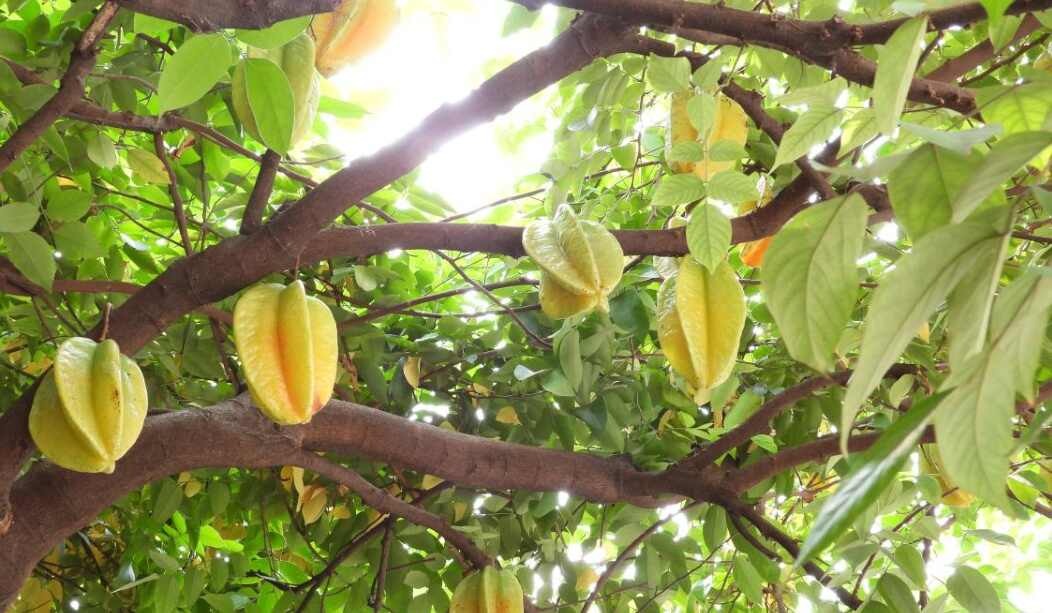 Loại cây Loại cây